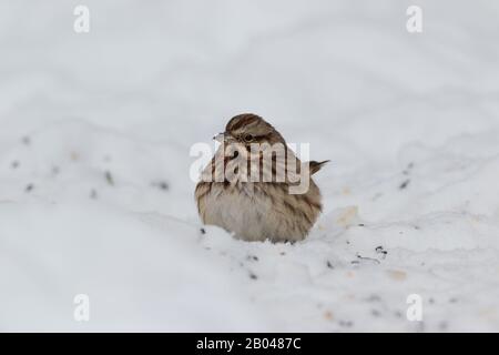 Song Sparrow isst Vogelzuckerkörner im Schnee auf dem Boden Stockfoto