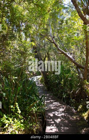 Boardwalk im Cucao Chiloe National Park auf Chiloe Island, Chile. Stockfoto