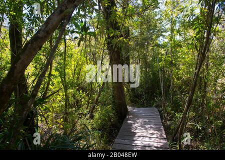 Boardwalk im Cucao Chiloe National Park auf Chiloe Island, Chile. Stockfoto