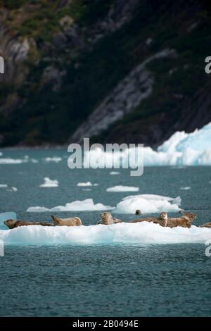 Hafendichtungen (Phoca vitulina), die auf Eisbergen vom LeConte Glacier ruhen und in der LeConte Bay, Tongass National Forest, Südost-Alaska, treiben, Stockfoto