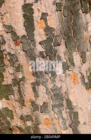 Krakauer. Krakow. Polen. Baumrinde der Ebene. Texturhintergrund. Stockfoto