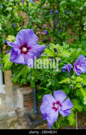 Liliac Hibiscus blüht im Queens College in Cambrdige, Großbritannien Stockfoto