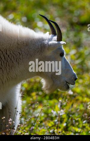 Nahaufnahme von Mountain Goat (Oreamnos americanus) am Logan Pass im Glacier National Park, Montana, Vereinigte Staaten. Stockfoto