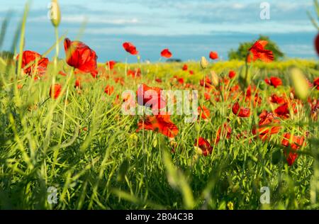 Rotes Mohnfeld bei Sonnenlicht. Wunderschönes Feld mit rotem Mohn. Der majestätische Sonnenuntergang leuchtet mit dem warmen Licht, dem Himmel und dem üppigen, großen schönen Feld Stockfoto