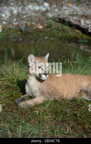 Junger Cogar (gefangener), der in Gras, Montana, Vereinigte Staaten, liegt. Stockfoto