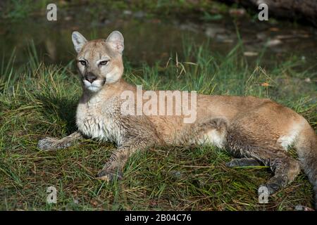 Junger Cogar (gefangener), der in Gras, Montana, Vereinigte Staaten, liegt. Stockfoto