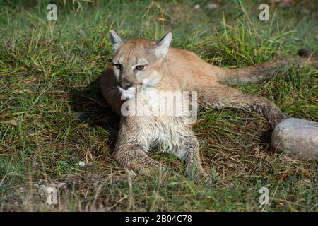 Junger Cogar (gefangener), der in Gras, Montana, Vereinigte Staaten, liegt. Stockfoto
