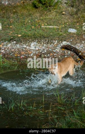 Junger Cogar (gefangen), der in Pond, Montana, Vereinigte Staaten spielt. Stockfoto
