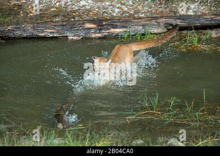 Junger Cogar (gefangen), der in Pond, Montana, Vereinigte Staaten spielt. Stockfoto