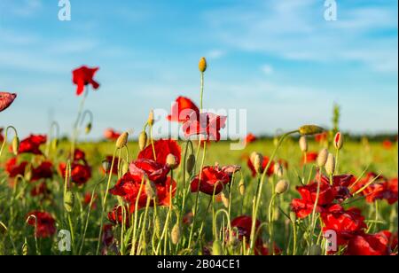 Rotes Mohnfeld bei Sonnenlicht. Wunderschönes Feld mit rotem Mohn. Der majestätische Sonnenuntergang leuchtet mit dem warmen Licht, dem Himmel und dem üppigen, großen schönen Feld Stockfoto