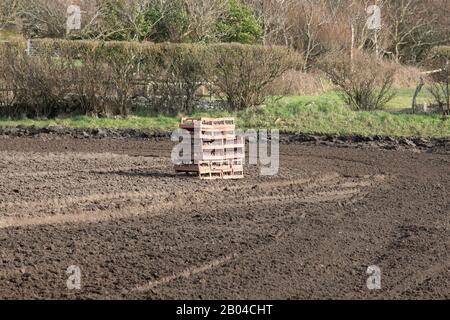 Jersey Royal Potato Planting, Jersey, Chanel Islands. Traktoren, Maschinen, Menschen, Felder und viele Kartoffeln. Stockfoto