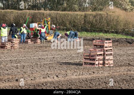 Jersey Royal Potato Planting, Jersey, Chanel Islands. Traktoren, Maschinen, Menschen, Felder und viele Kartoffeln. Stockfoto