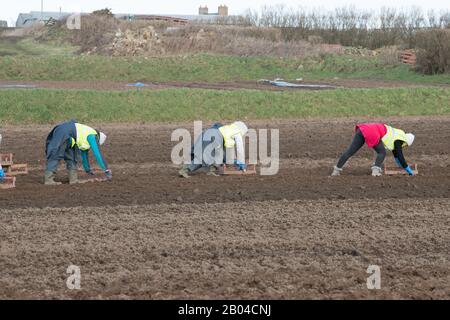 Jersey Royal Potato Planting, Jersey, Chanel Islands. Traktoren, Maschinen, Menschen, Felder und viele Kartoffeln. Stockfoto