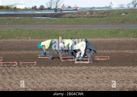 Jersey Royal Potato Planting, Jersey, Chanel Islands. Traktoren, Maschinen, Menschen, Felder und viele Kartoffeln. Stockfoto