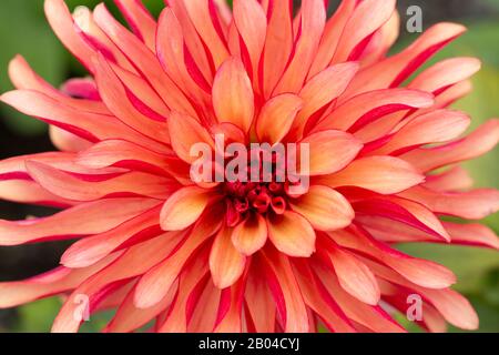 Die Details einer wunderschönen Dahlie in der Blüte. Stockfoto