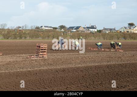 Jersey Royal Potato Planting, Jersey, Chanel Islands. Traktoren, Maschinen, Menschen, Felder und viele Kartoffeln. Stockfoto