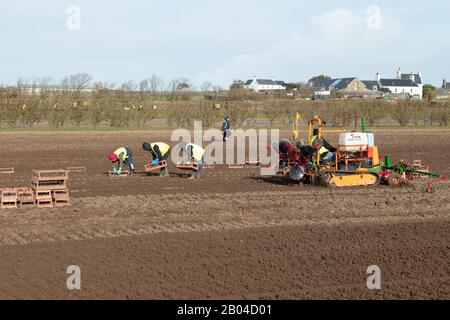 Jersey Royal Potato Planting, Jersey, Chanel Islands. Traktoren, Maschinen, Menschen, Felder und viele Kartoffeln. Stockfoto