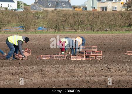 Jersey Royal Potato Planting, Jersey, Chanel Islands. Traktoren, Maschinen, Menschen, Felder und viele Kartoffeln. Stockfoto