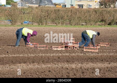 Jersey Royal Potato Planting, Jersey, Chanel Islands. Traktoren, Maschinen, Menschen, Felder und viele Kartoffeln. Stockfoto