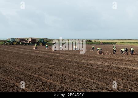 Jersey Royal Potato Planting, Jersey, Chanel Islands. Traktoren, Maschinen, Menschen, Felder und viele Kartoffeln. Stockfoto