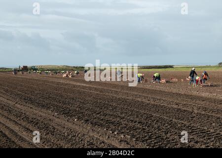 Jersey Royal Potato Planting, Jersey, Chanel Islands. Traktoren, Maschinen, Menschen, Felder und viele Kartoffeln. Stockfoto