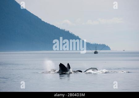 Buckelwale (Megaptera novaangliae) Blasennetz Fütterung mit Langleinenfischern Fischerboote im Hintergrund in Frederick Sound, Tongass National Forest, S Stockfoto