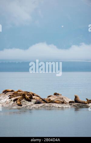 Steller Seelöwen (Eumetopias jubatus) ruhen auf einer der Marmorinseln im Glacier Bay National Park, Südost-Alaska, USA. Stockfoto