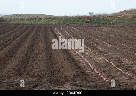 Jersey Royal Potato Planting, Jersey, Chanel Islands. Traktoren, Maschinen, Menschen, Felder und viele Kartoffeln. Stockfoto