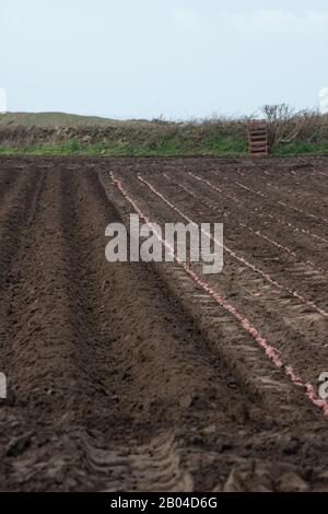 Jersey Royal Potato Planting, Jersey, Chanel Islands. Traktoren, Maschinen, Menschen, Felder und viele Kartoffeln. Stockfoto