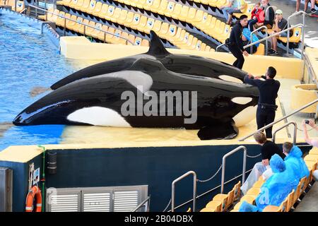 Puerto De La Cruz, Tenerife-January 16 2019. Zwei Schwertwale (Orcinus orca) sind aus dem Wasser während einer whale Show im Loro Park auf Teneriffa Stockfoto