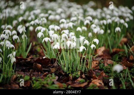 Gruppe blühender Schneeglöckchen in einem Wald mit verschwommenem Hintergrund und gefallenen Blättern auf dem Boden Stockfoto