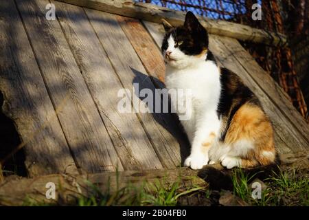 Trikolorkatze entspannen Sie sich in einem sonnigen Garten in der Nähe von Holzbrett Stockfoto