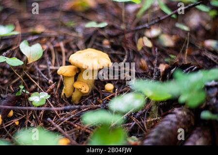 Ein kleiner Pilz im Gras, mitten im Wald. Stockfoto