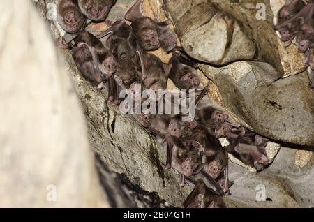 Kolonie der Gemeinen Vampirbat (Desmodus rotundus) in einer Kalksteinhöhle. Stockfoto