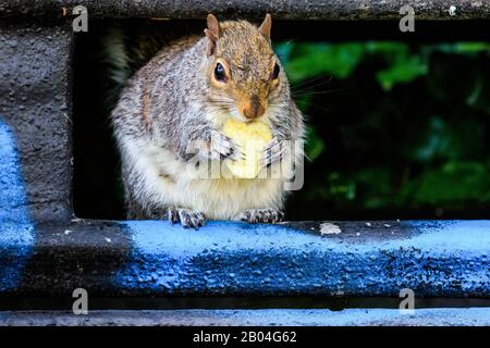 Gleithörnchen, die Knäse essen Stockfoto