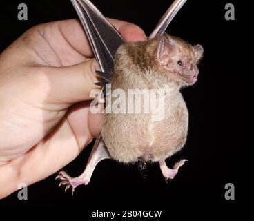Die gewöhnliche Vampirfledermaus (Desmodus rotundus) ist eine kleine ...