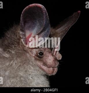 Porträt der brasilianischen Fledermaus. Die großohrige Wollfledermaus oder (Peters) wollige falsche Vampirfledermaus (Chrotopterus auritus). Stockfoto