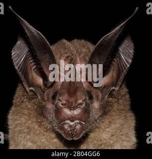 Porträt der Brazilin Fledermaus. Die Weißkehlchen-Rundohrmaus (Lophostoma silvicolum). Stockfoto