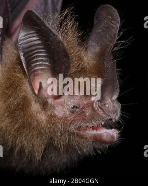 Porträt der brasilianischen Fledermaus: Micronycteris megalotis (kleine Großohr-Fledermaus). Stockfoto