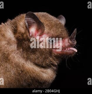 Pallas-Langhalsfledermaus (Glossophaga soricina) ist eine Süd- und mittelamerikanische Fledermaus mit einem schnellen Stoffwechsel, der sich von Nektar ernährt. Stockfoto