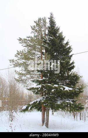 Zwei Bäume Kiefern und Fichten stehen nebeneinander, die im Winter fast zu einem Baum verschmelzen. Stockfoto