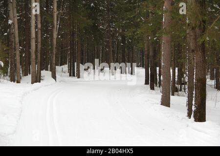 Verschneite, verschneite Gasse mit Bäumen. Gartenarbeit im Stadtmilieu, ein Ort zum Ausruhen und Spazierengehen. Stockfoto mit leerem Textbereich. Stockfoto