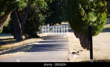 Brijuni, Kroatien: Eine Allee auf der Insel Stockfoto