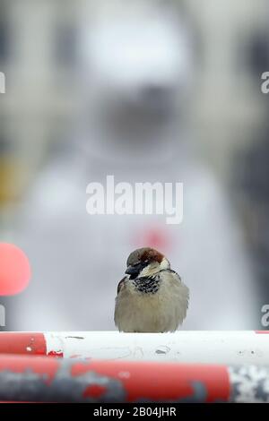 Berlin, Deutschland. Februar 2020. Vor einem Berliner Bären sitzt ein Sparren auf einer Absperrung. Kredit: Sonja Wurtscheid / dpa / Alamy Live News Stockfoto