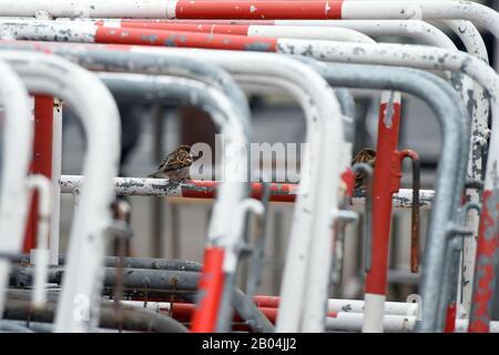 Berlin, Deutschland. Februar 2020. Auf einer Absperrung am Brandenburger Tor sitzt ein Sparren. Kredit: Sonja Wurtscheid / dpa / Alamy Live News Stockfoto