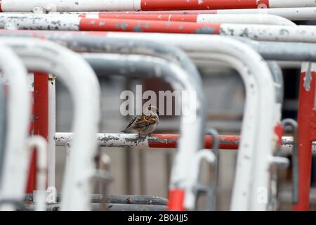 Berlin, Deutschland. Februar 2020. Auf einer Absperrung am Brandenburger Tor sitzt ein Sparren. Kredit: Sonja Wurtscheid / dpa / Alamy Live News Stockfoto