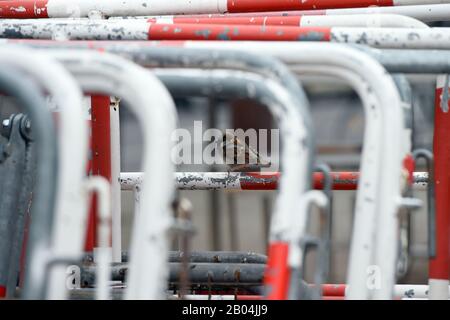 Berlin, Deutschland. Februar 2020. Auf einer Absperrung am Brandenburger Tor sitzt ein Sparren. Kredit: Sonja Wurtscheid / dpa / Alamy Live News Stockfoto