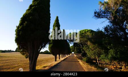 Brijuni, Kroatien: Eine Allee auf der Insel Stockfoto