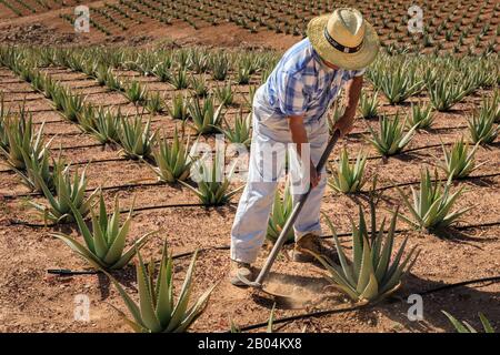 Landarbeiter, die sich für die Pflanzen von Aloe vera im Agrarbereich, Gran Canaria, Spanien, engagieren Stockfoto