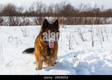 Deutscher Hirtenhund mit Zunge im Schnee stehend und schwenkend am Schwanz. Stockfoto